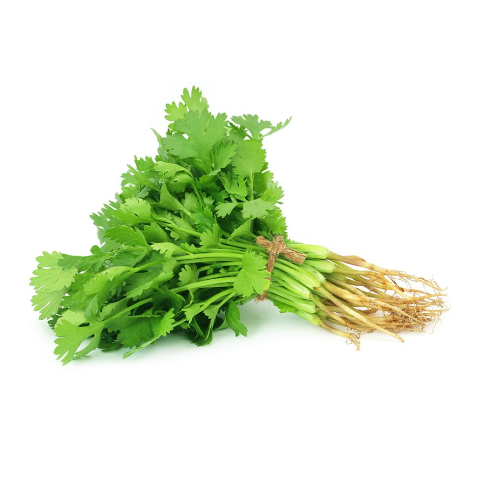 Coriander (ES)